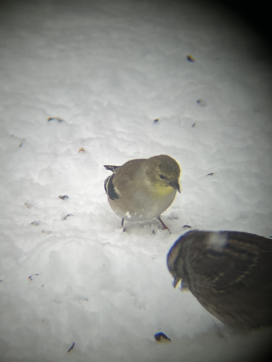 オウゴンヒワ - ML646718680