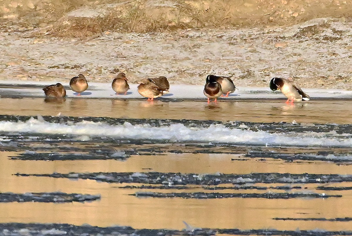 マガモ - ML646718681