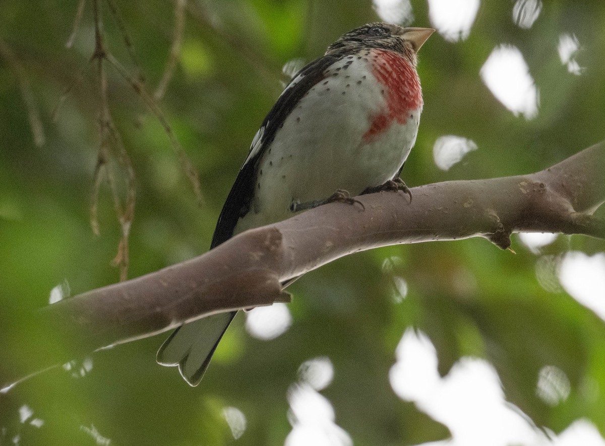 ムネアカイカル - ML646718682