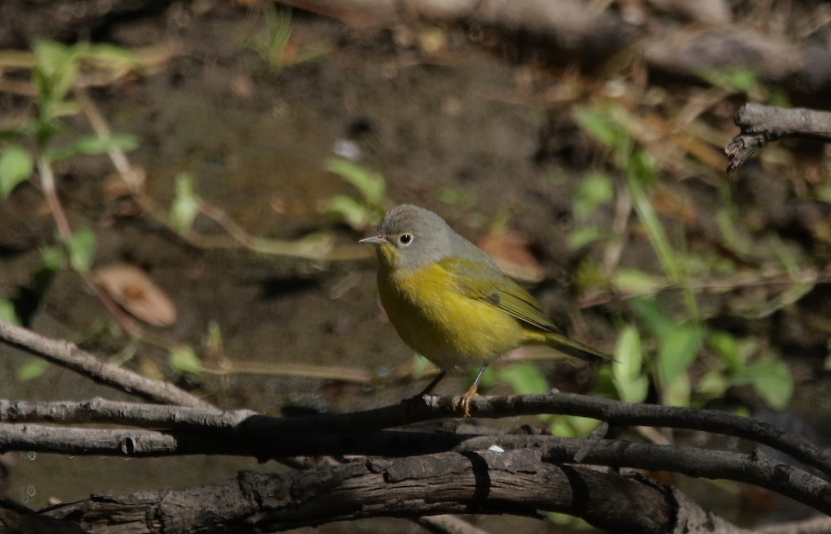 ズアカアメリカムシクイ - ML646718683