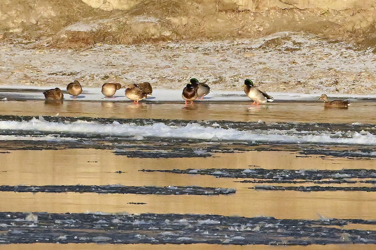 マガモ - ML646718684