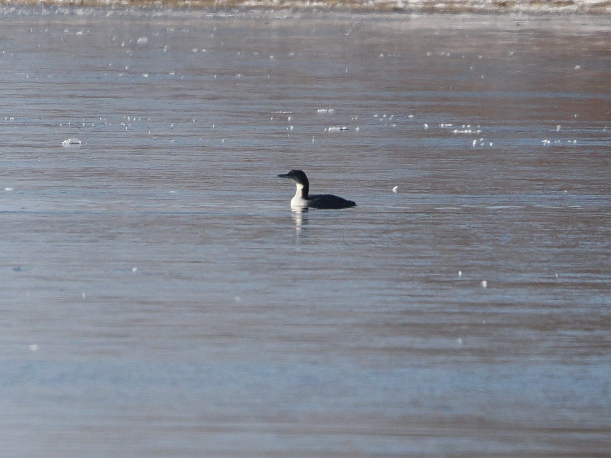 Common Loon - ML646718685