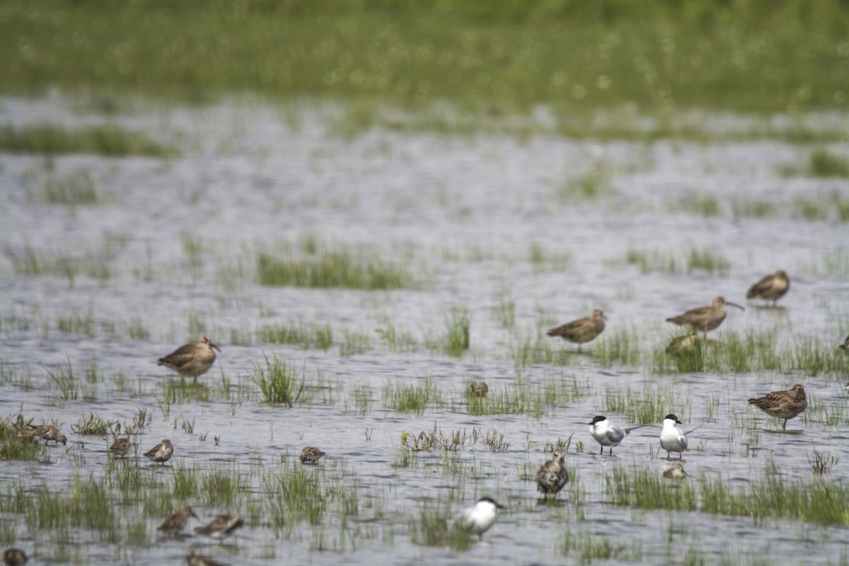 アメリカチュウシャクシギ - ML646718686