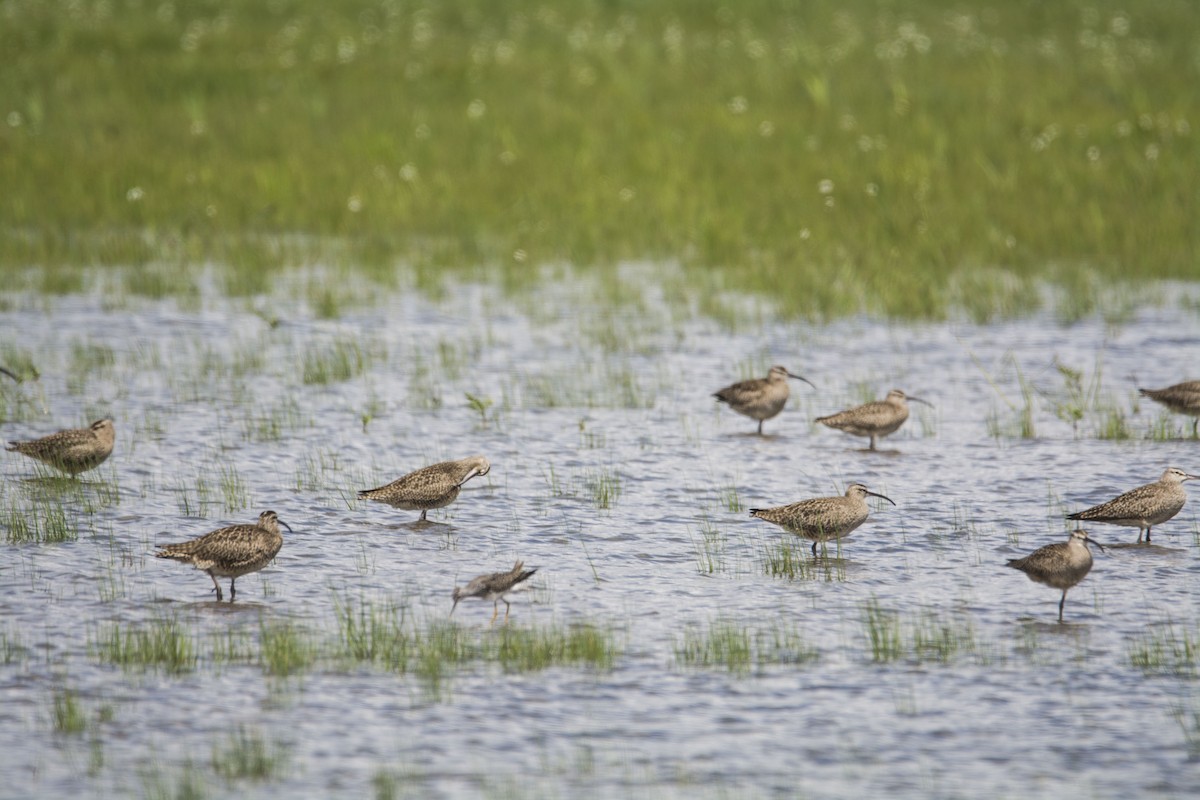 アメリカチュウシャクシギ - ML646718687