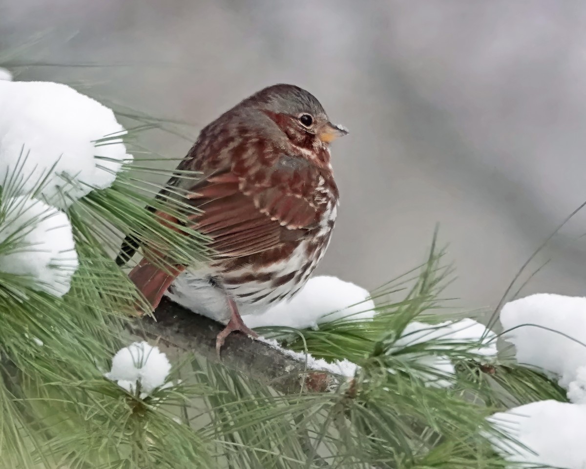 Fox Sparrow - ML646718688