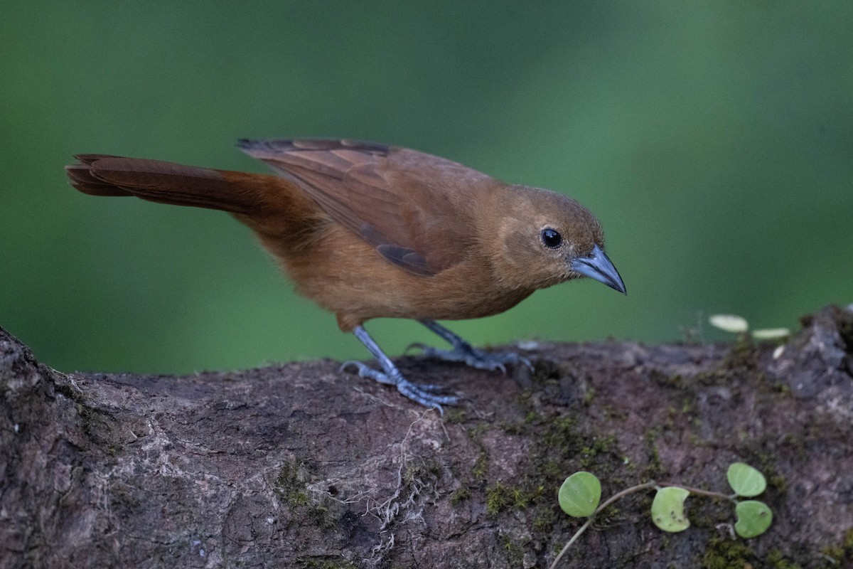 クロフウキンチョウ - ML646718695