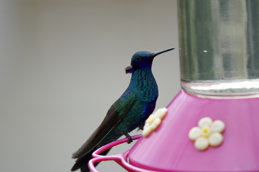 アオミミハチドリ - ML646718699