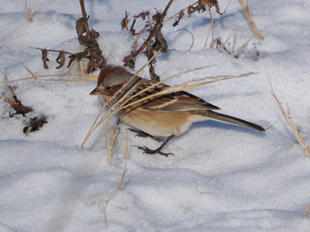American Tree Sparrow - ML646718700