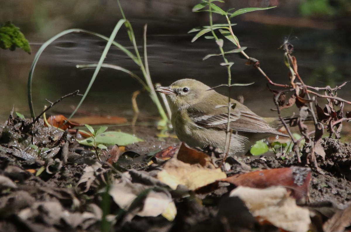 マツアメリカムシクイ - ML646718715