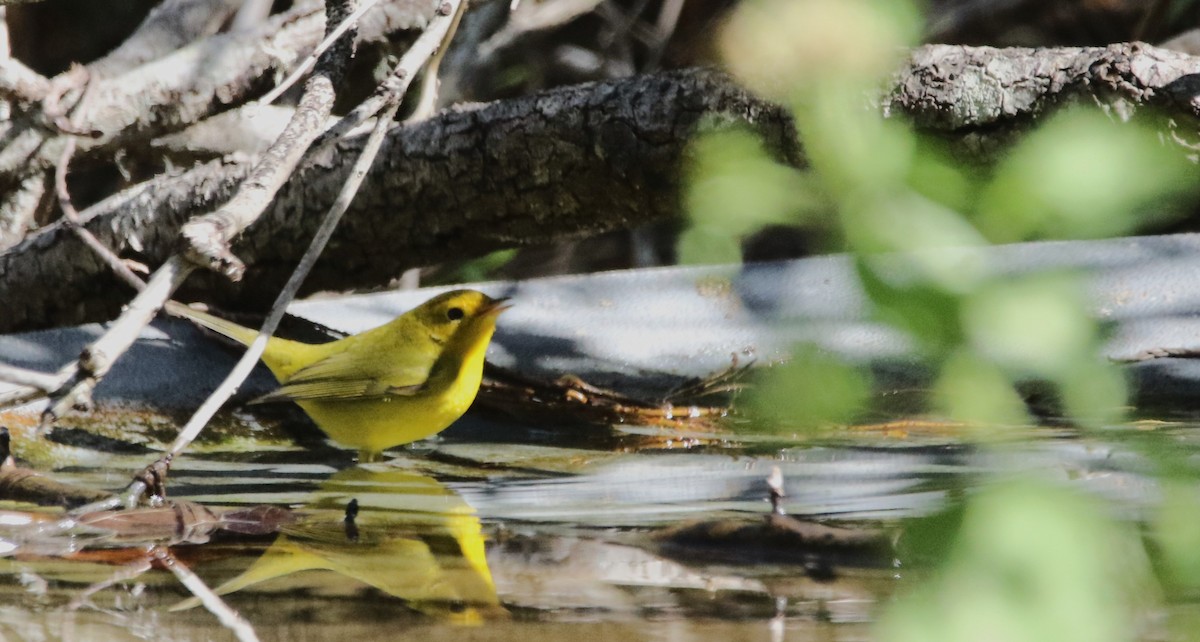 Болотянка мала - ML646718716