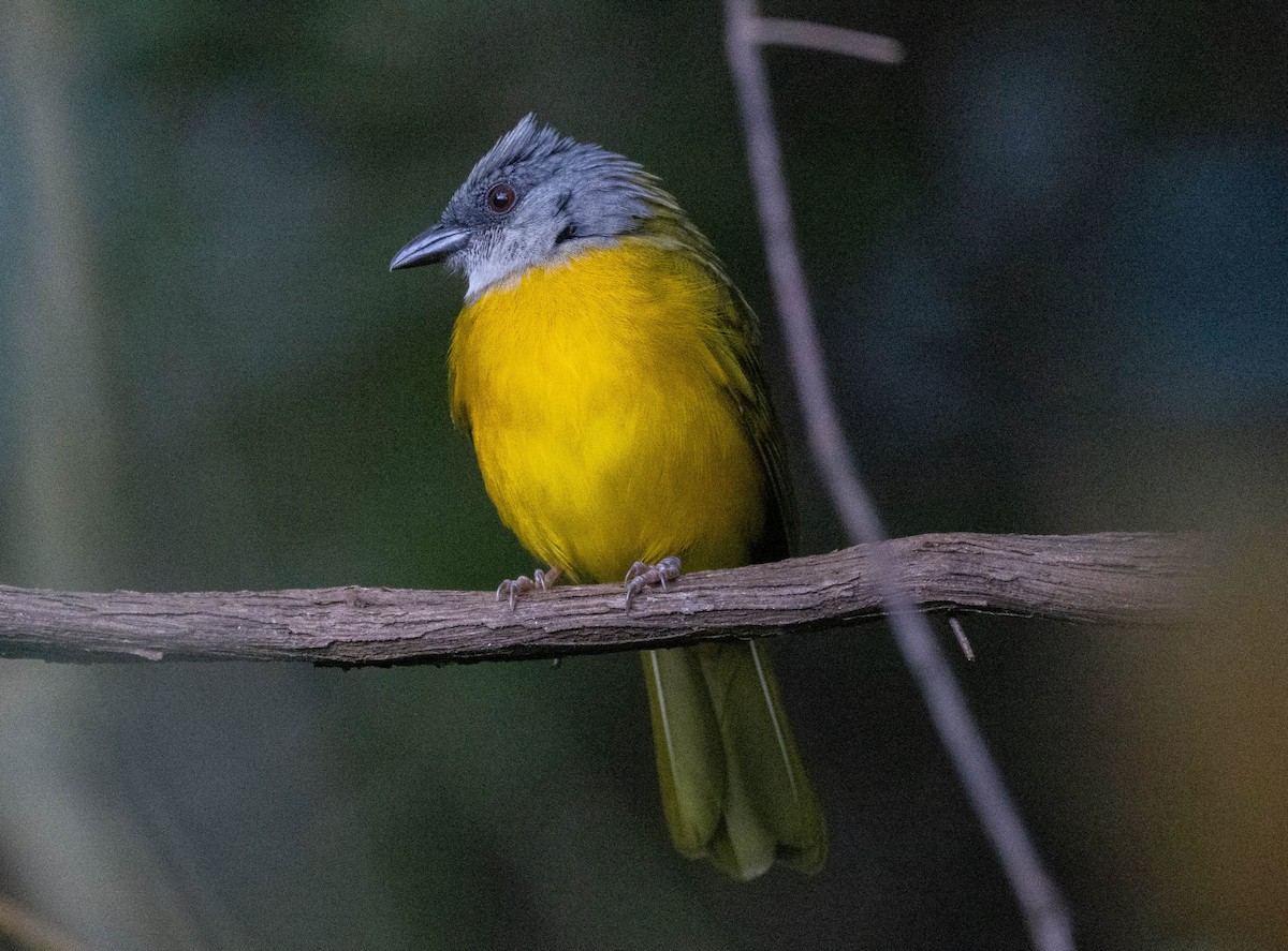 Танагра сіроголова - ML646718717