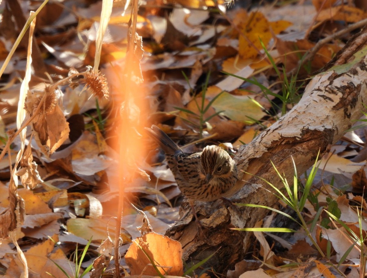 gråbrynspurv - ML646718718