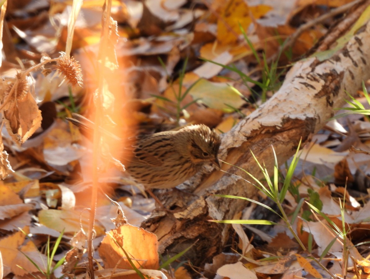 gråbrynspurv - ML646718719