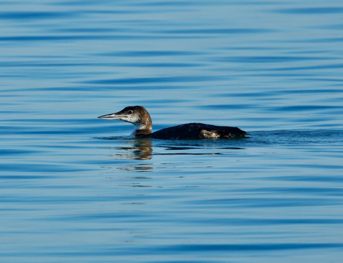 ハシグロアビ - ML646718720