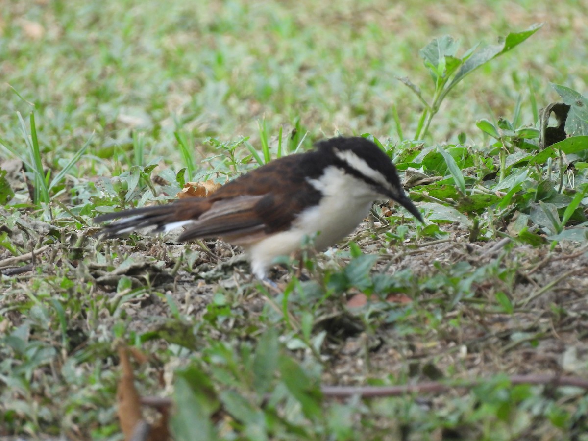Bicolored Wren - ML646718721