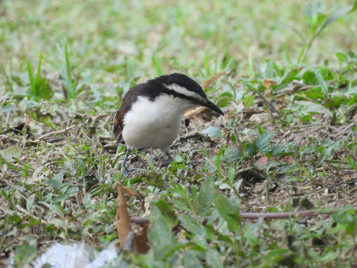 Bicolored Wren - ML646718722