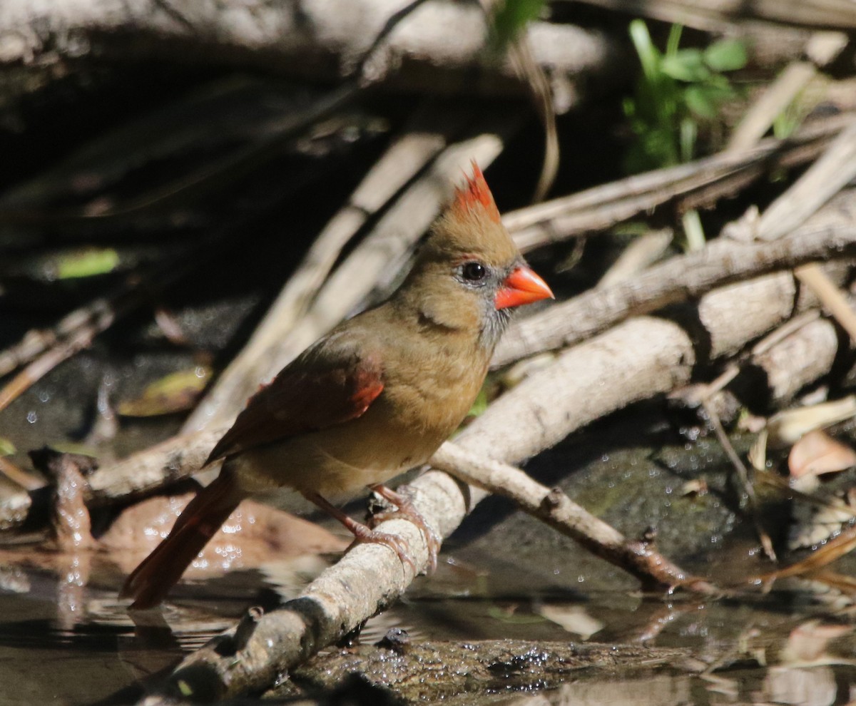 Northern Cardinal - ML646718726