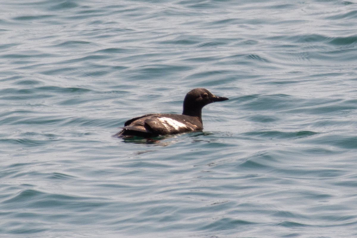 Pottorro hegalzuri aleutiarra - ML646718734