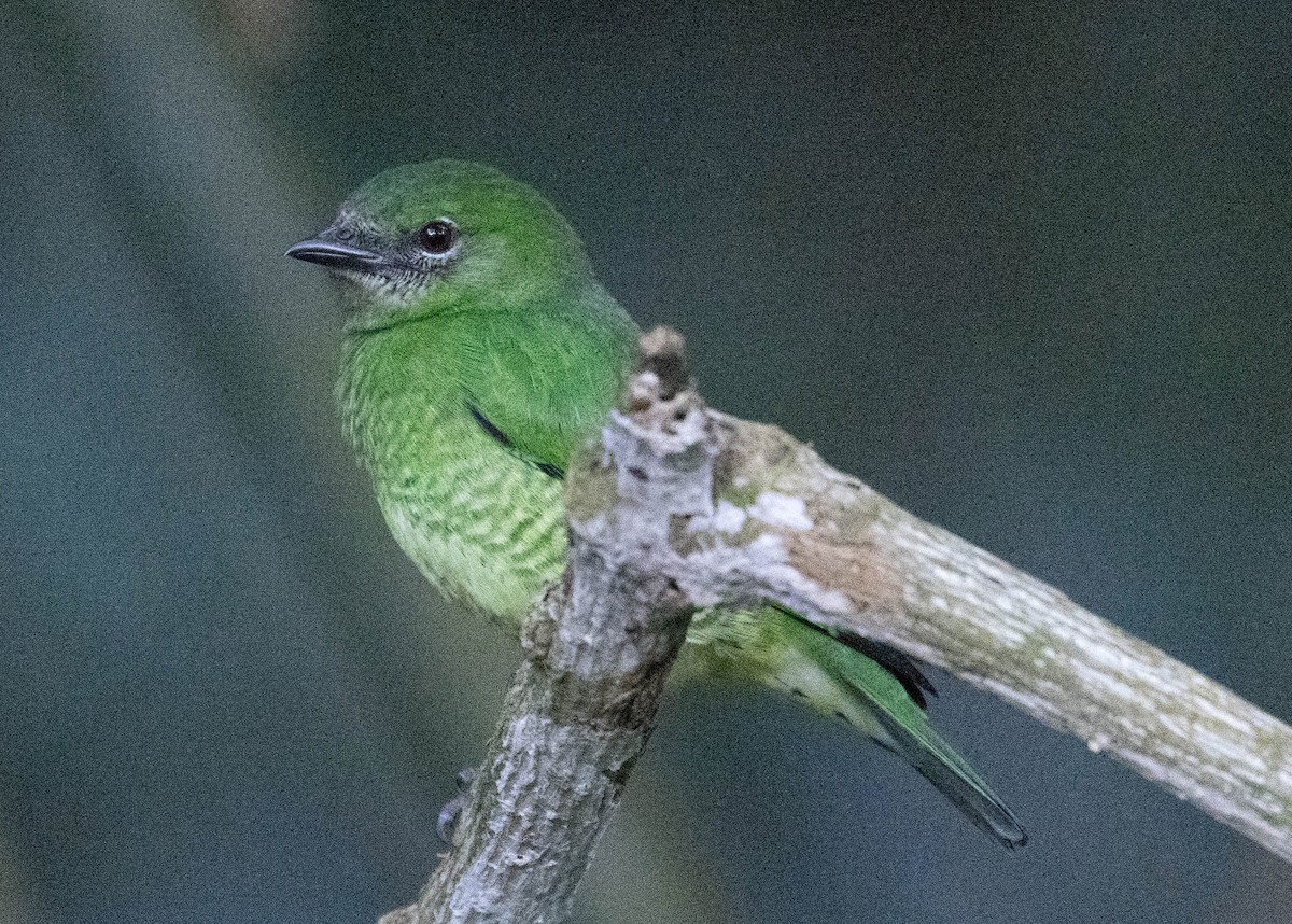 Терзина - ML646718742