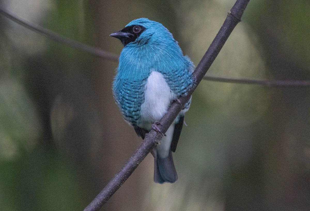 Терзина - ML646718743