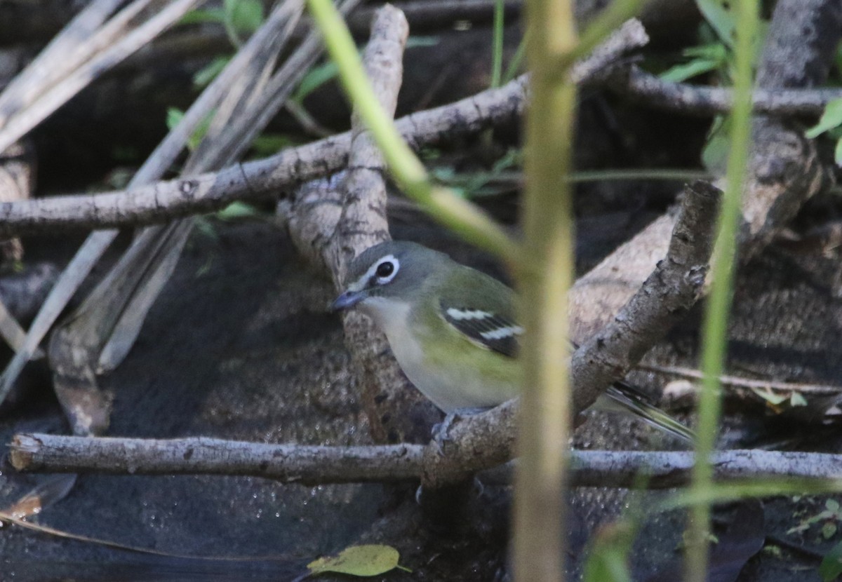 Віреон сизоголовий - ML646718745