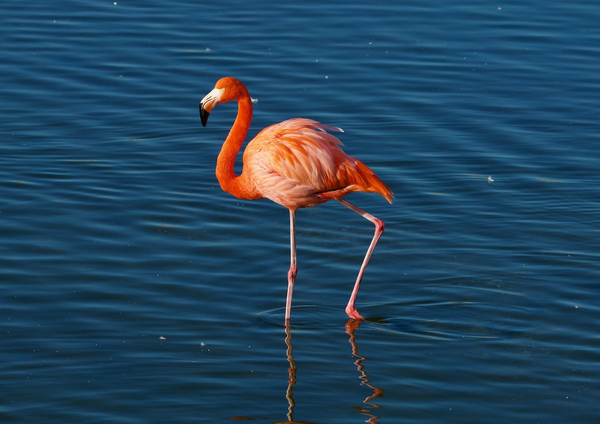 Flamenko gorria - ML646718748