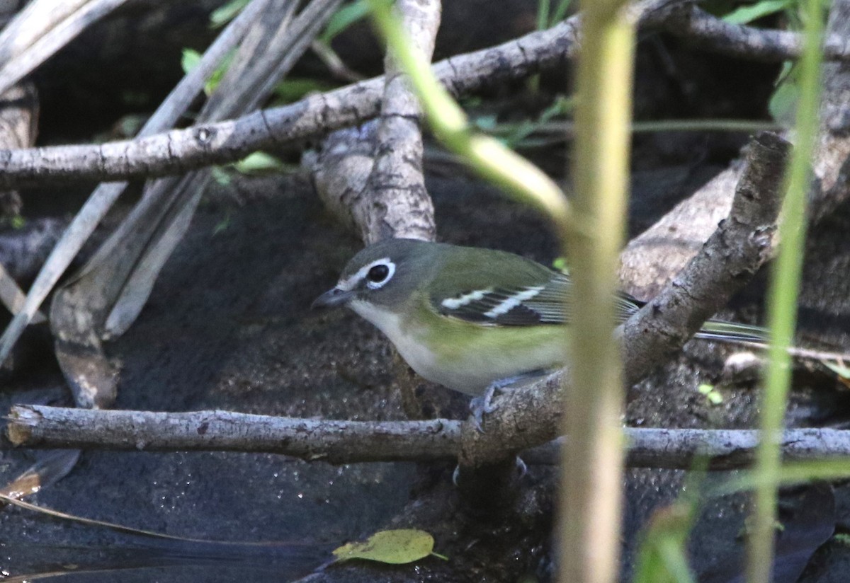 Віреон сизоголовий - ML646718749
