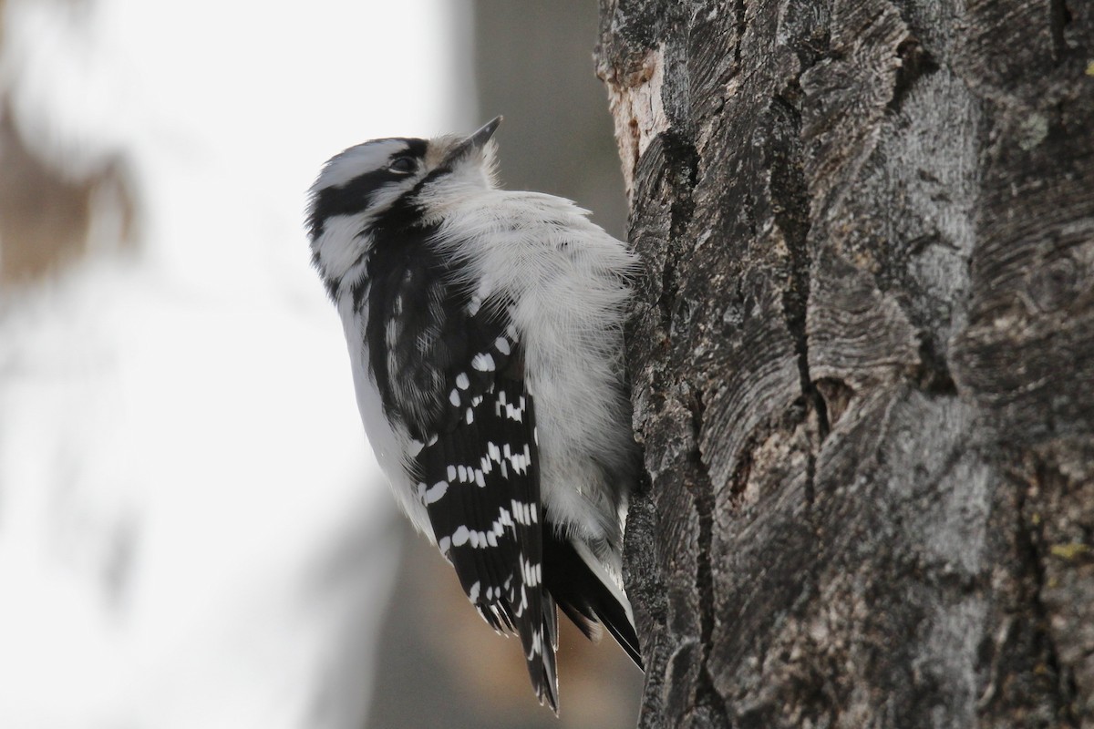 Downy Woodpecker (Eastern) - ML646718750