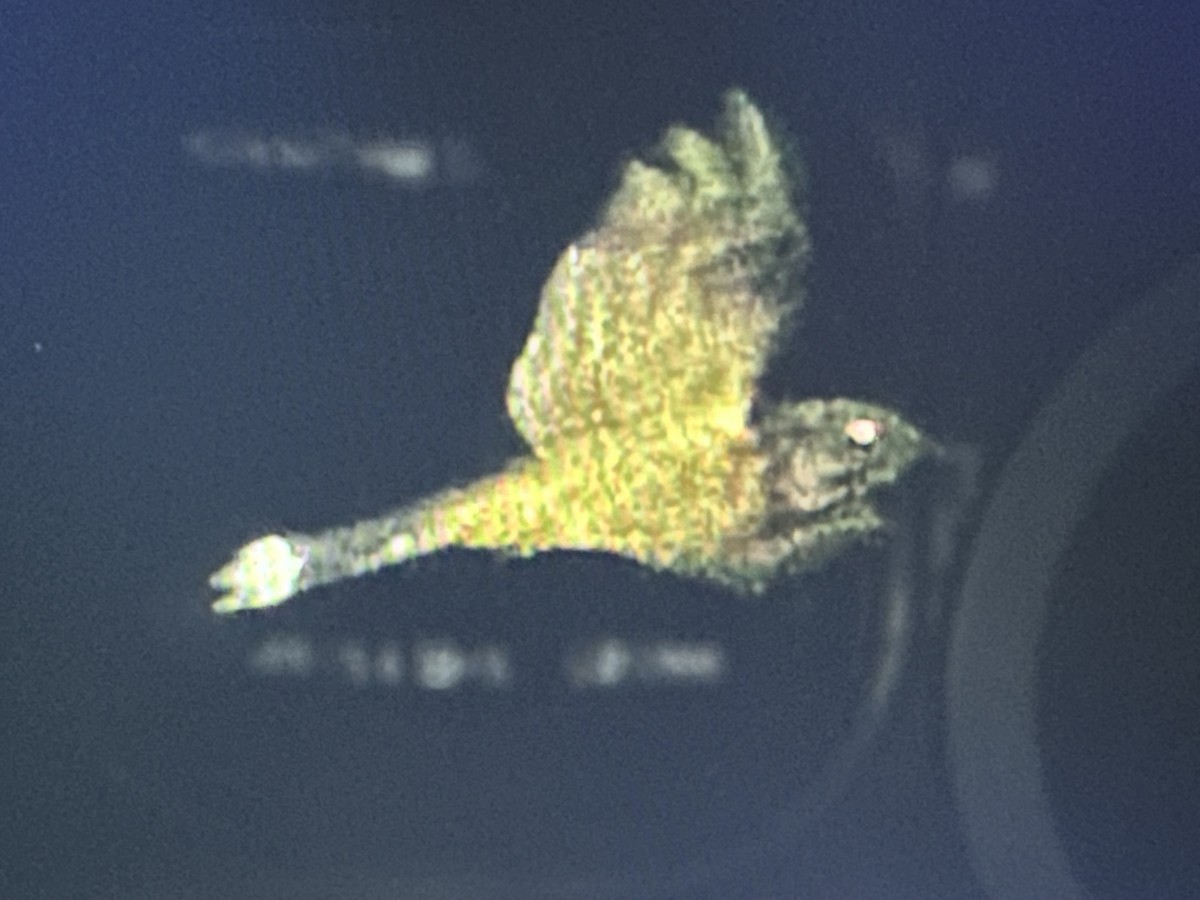 Kuyruğu Benekli Çobanaldatan - ML646718753