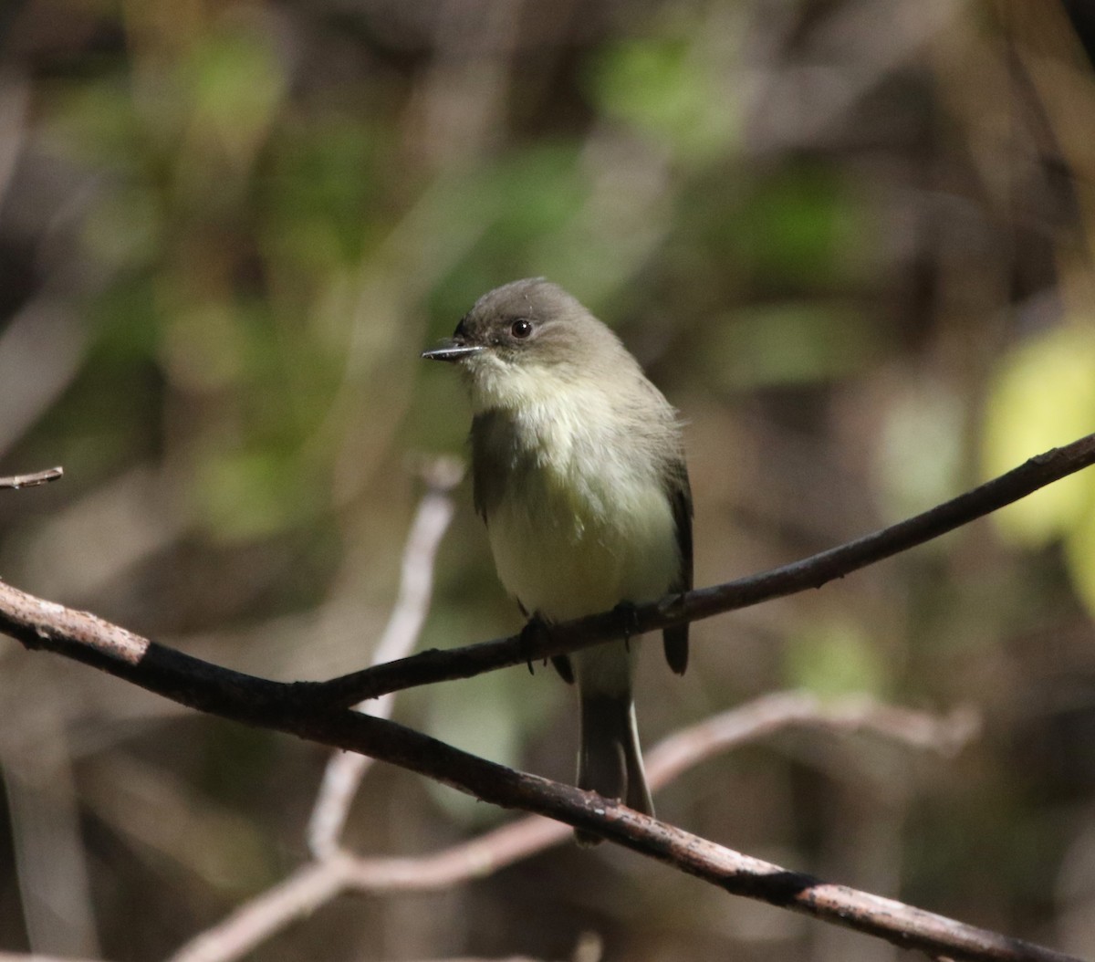 Феб буроспинний - ML646718756