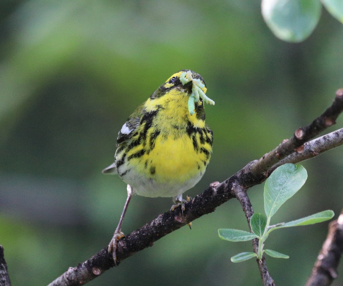 Townsend's Warbler - ML646718757