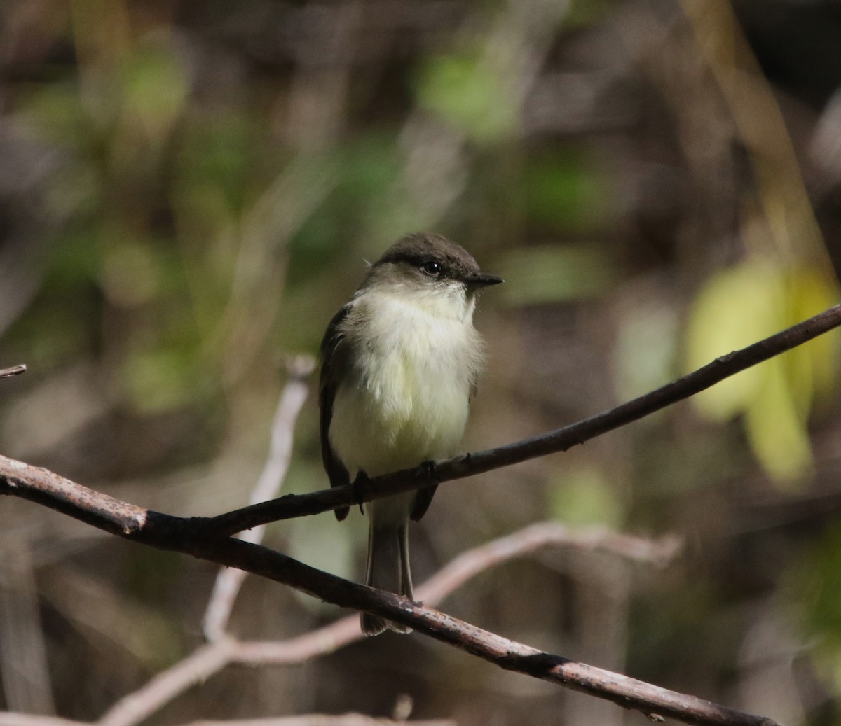 Феб буроспинний - ML646718758