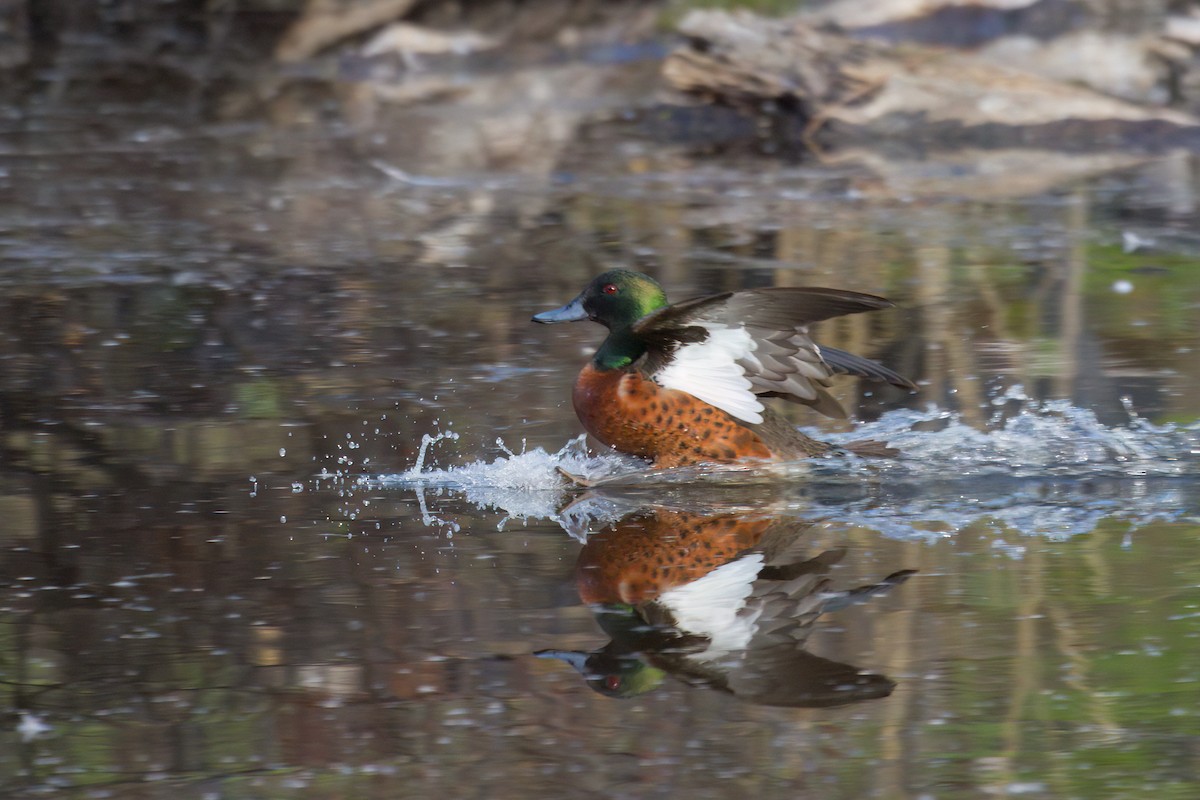 Chestnut Teal - ML646718760
