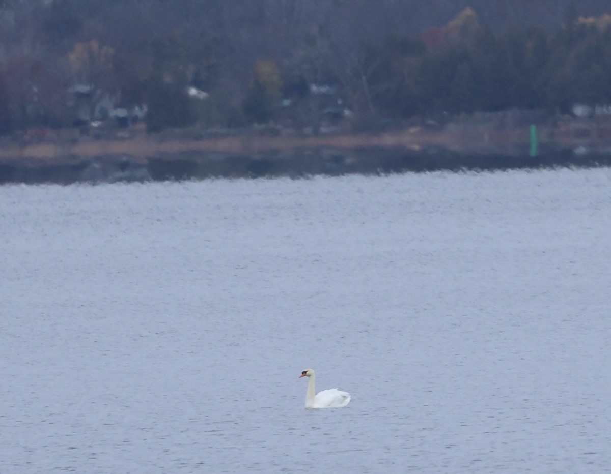 Лебідь-шипун - ML646718762