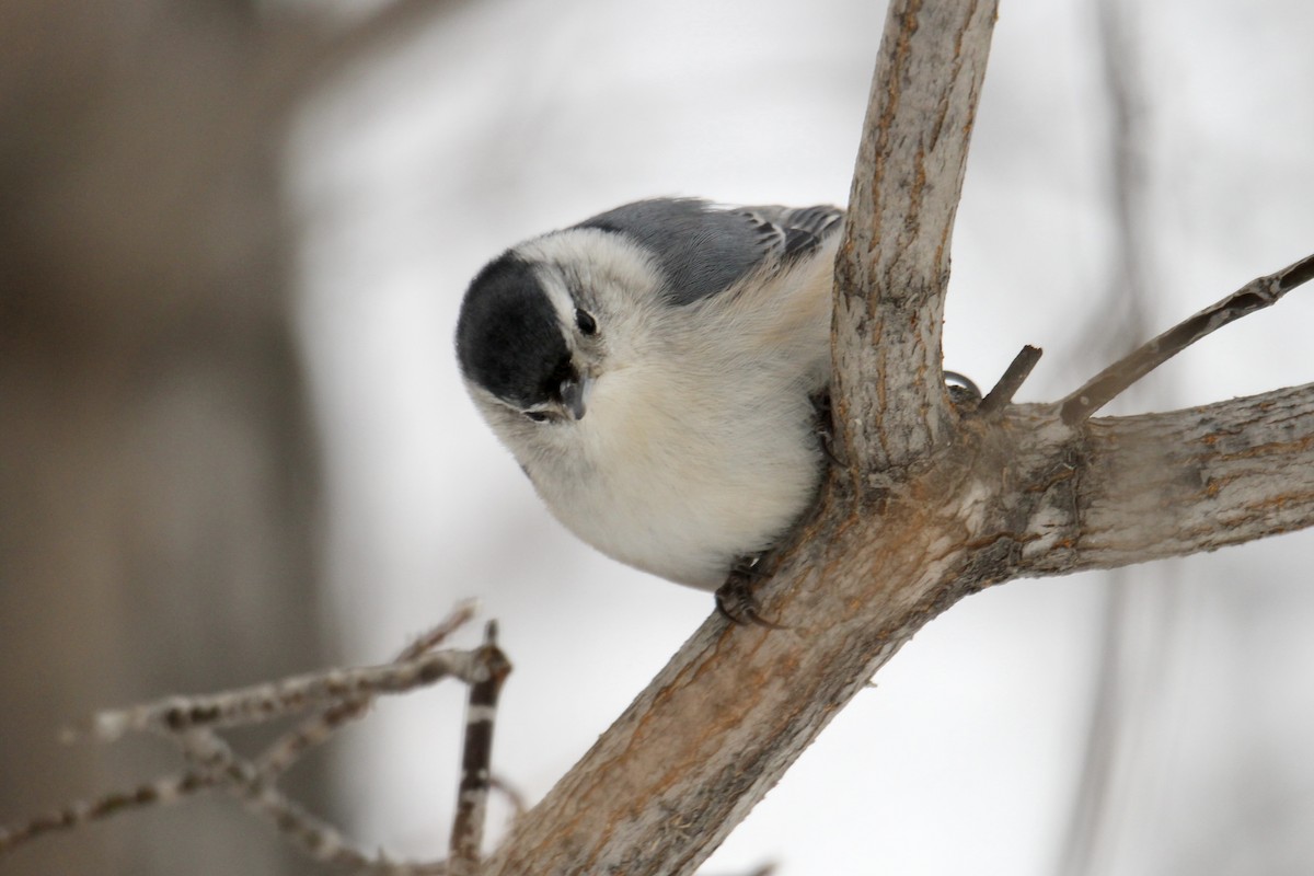 White-breasted Nuthatch (Eastern) - ML646718764