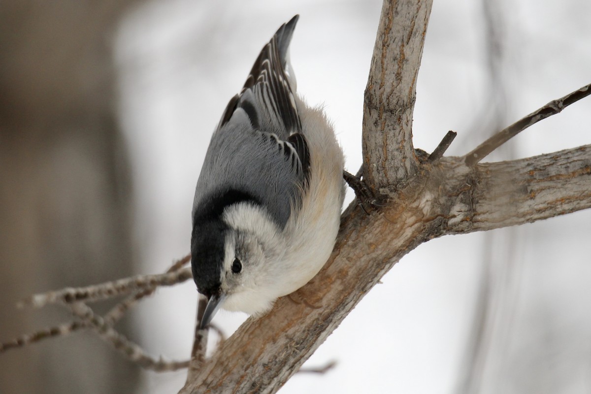 White-breasted Nuthatch (Eastern) - ML646718765