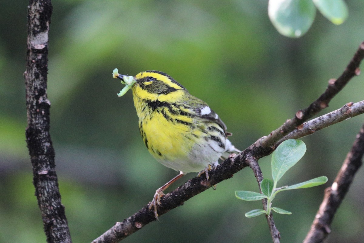 Townsend's Warbler - ML646718767