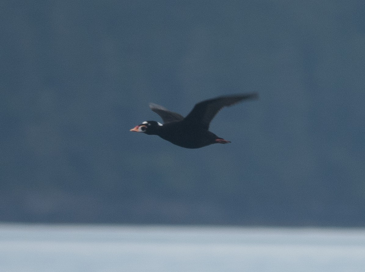 Surf Scoter - ML646718768