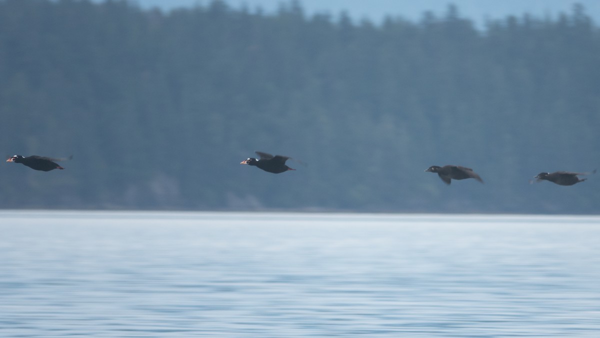 Surf Scoter - ML646718769