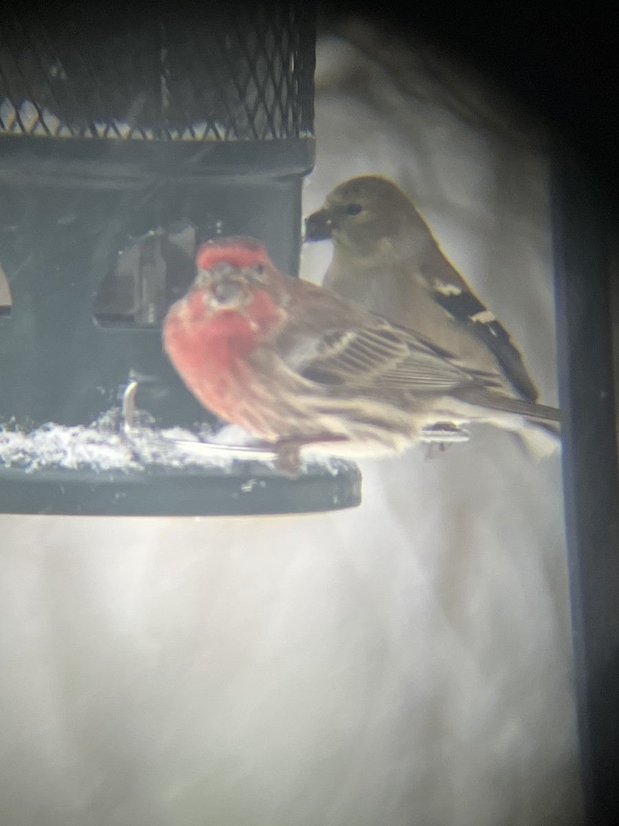 House Finch - ML646718770