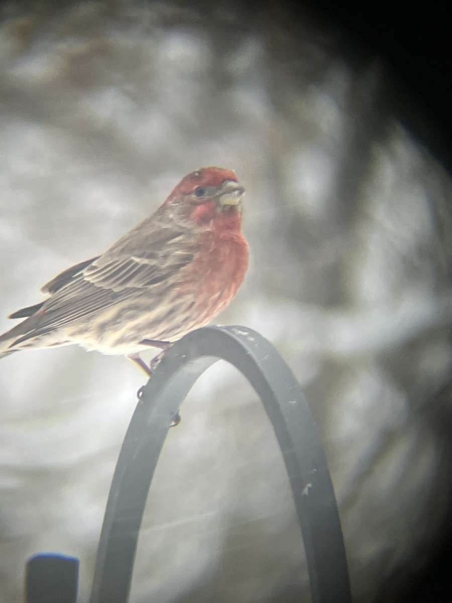 House Finch - ML646718771