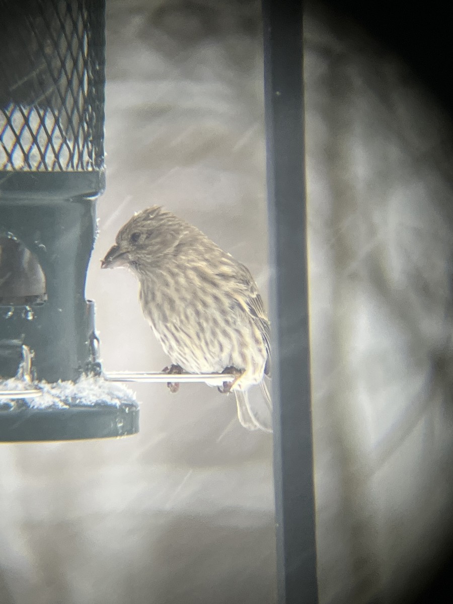 House Finch - ML646718772