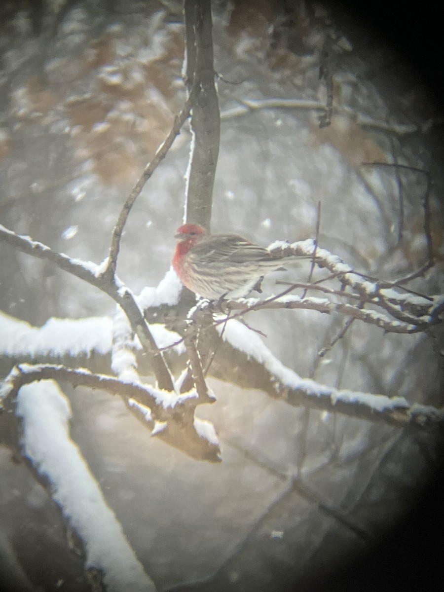 House Finch - ML646718773