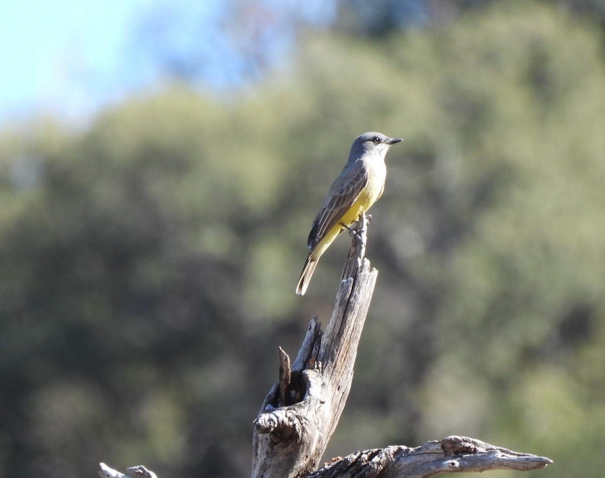Cassin's Kingbird - ML646718775