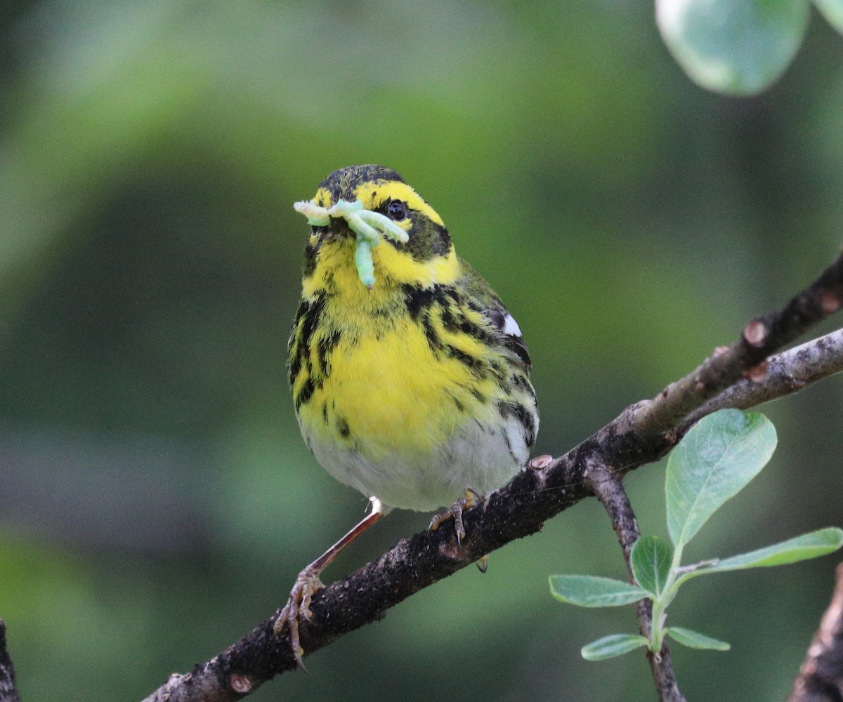 Townsend's Warbler - ML646718776