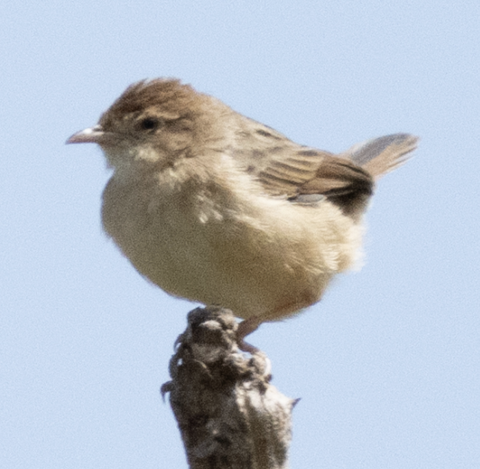 Hartlaub's Turaco - ML646718779