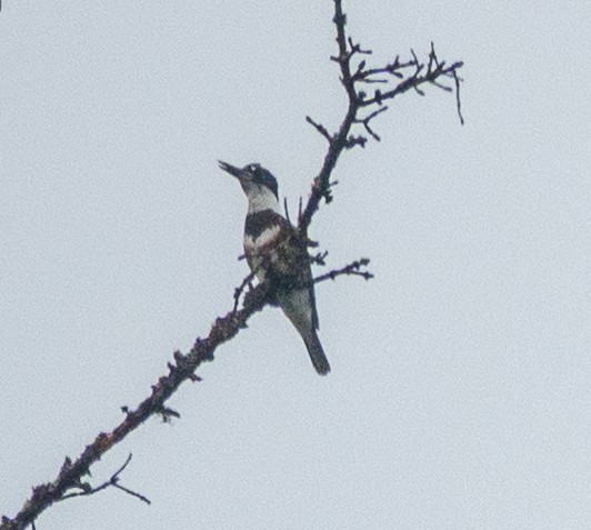 Belted Kingfisher - ML646718780