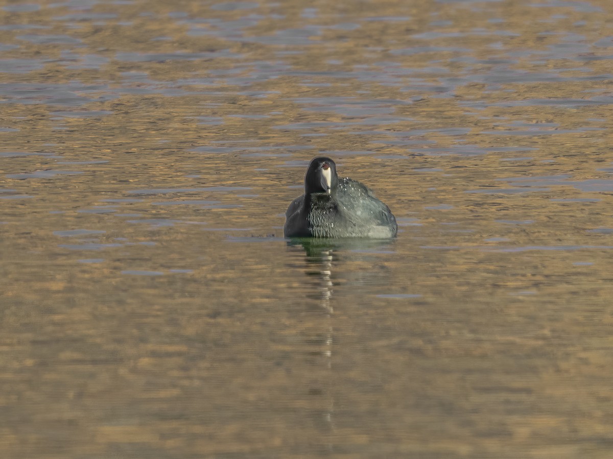 American Coot - ML646718781