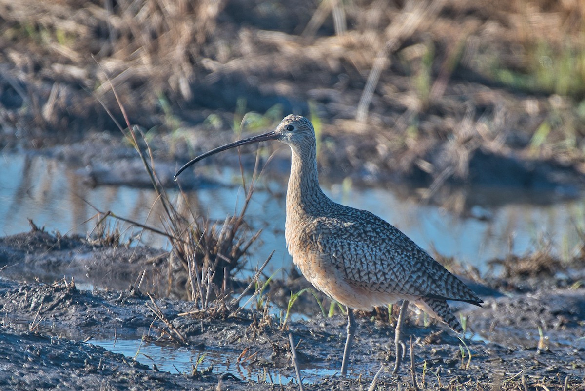 Long-billed Curlew - ML646718782