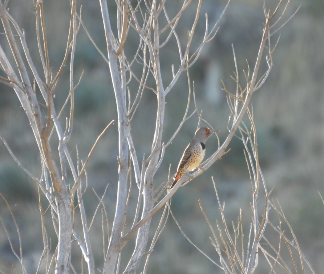Northern Flicker (Red-shafted) - ML646718783